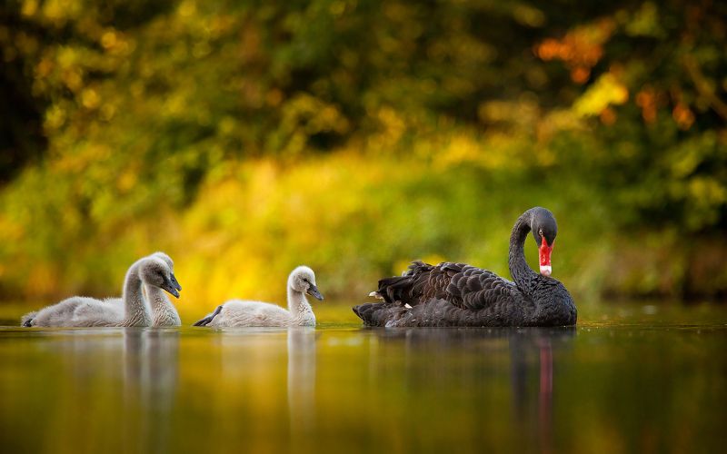 Black swan фото превью