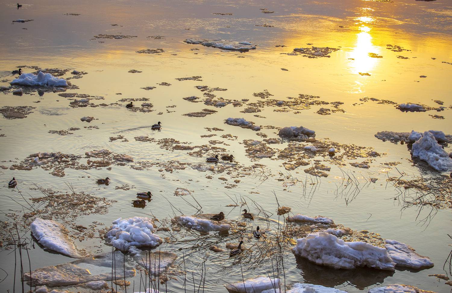 весна, лёд, утки, солнце, природа, река, Широких Александр