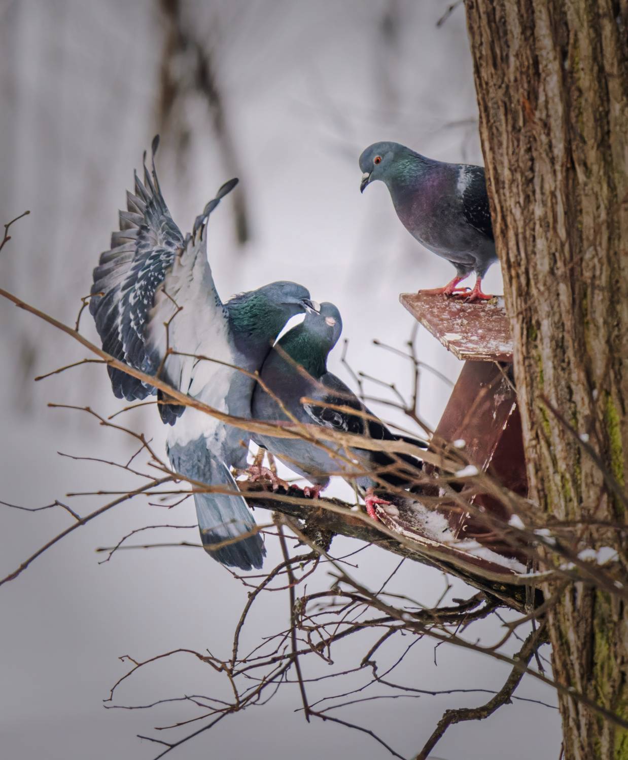 , Дэм Константин