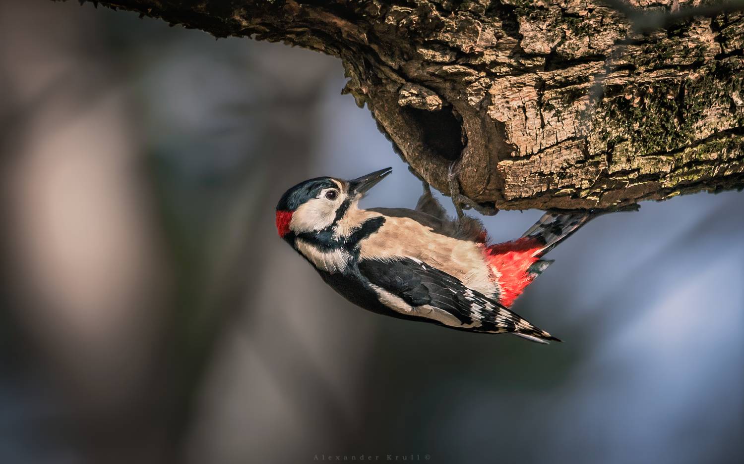 большой пестрый дятел, бпд, дятел, Круль Александр