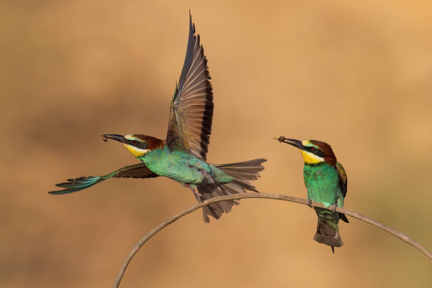 , Фруман Евгений