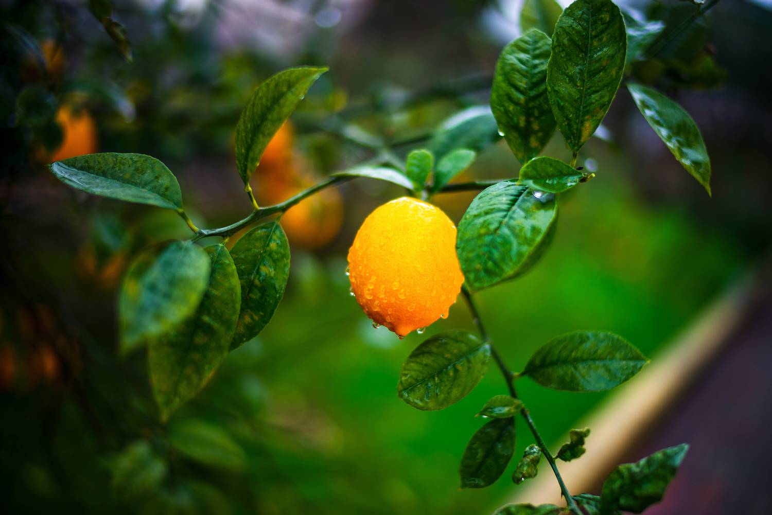 , Дмитрий Цыпляев