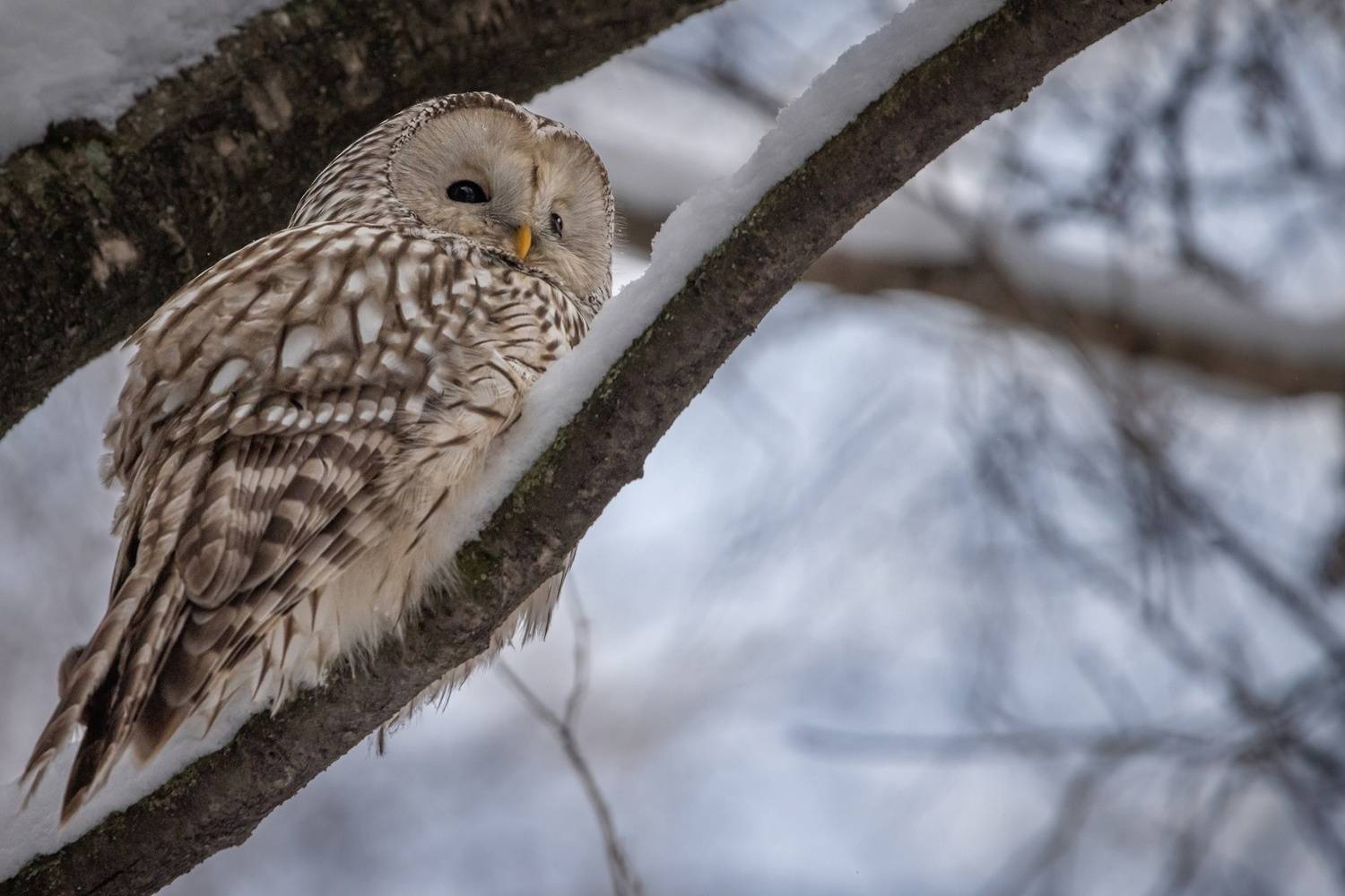 сова, неясыть, зима, птицы, Вячеслав Мельников