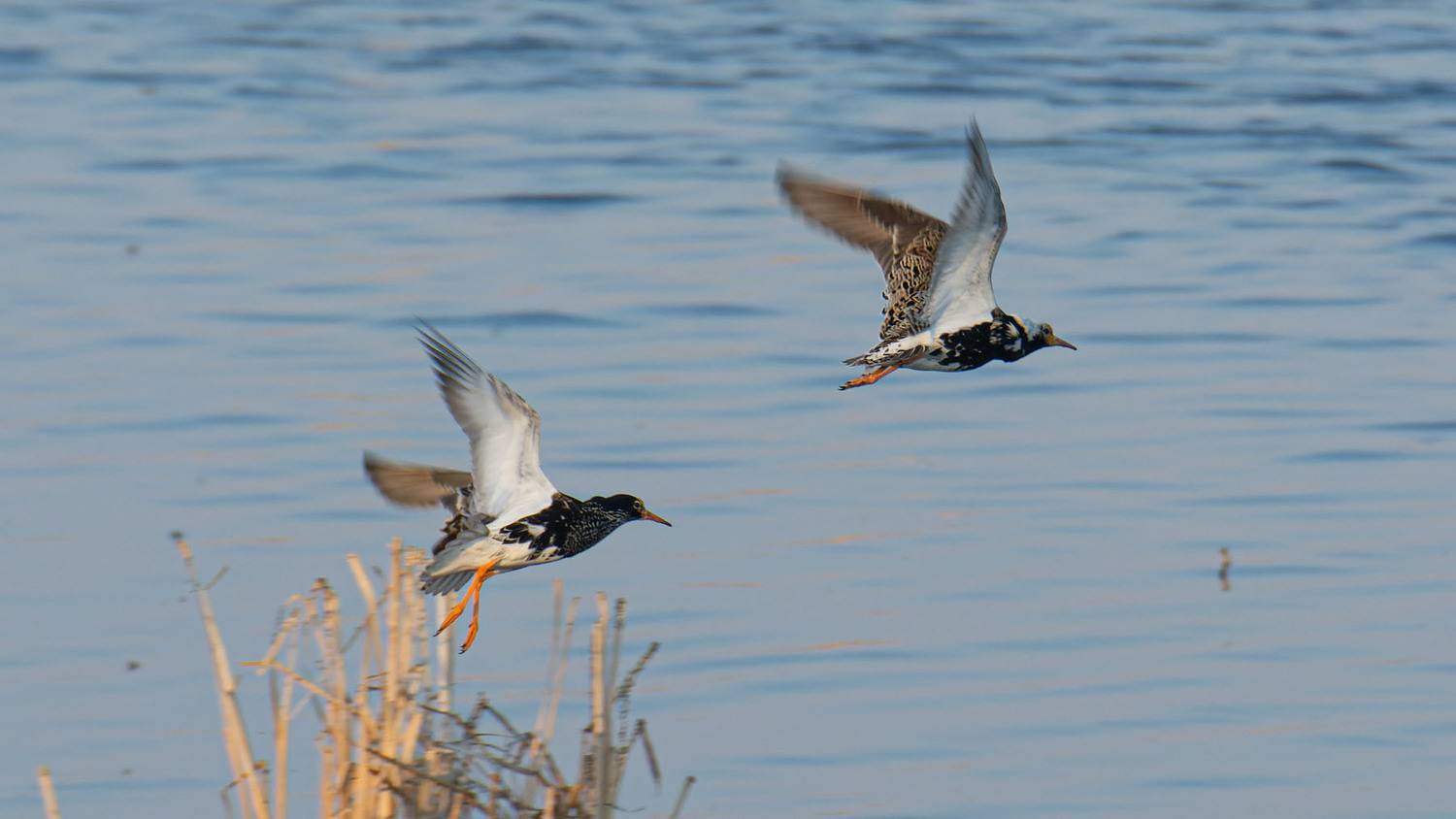 , Савенко Кирилл