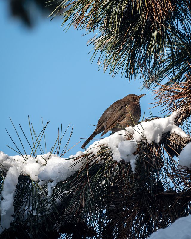 черный дрозд Черный дрозд . Зима фото превью