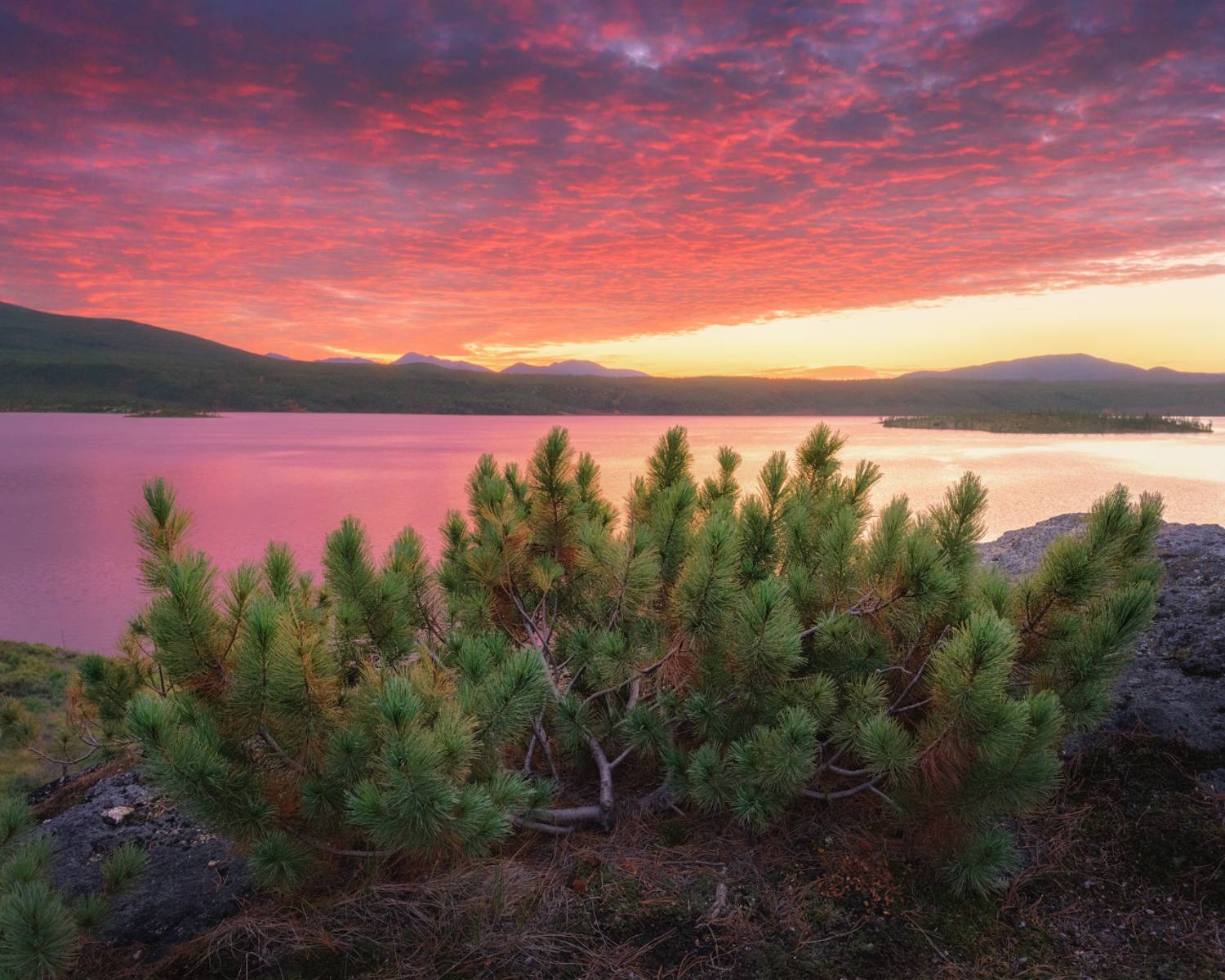 под пологом рассветных облаков, Dmitry Medyancev