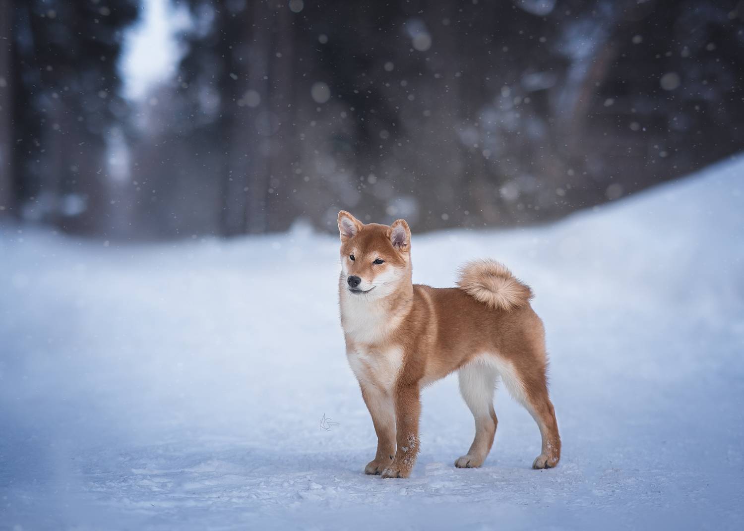 , Коптилина Галина