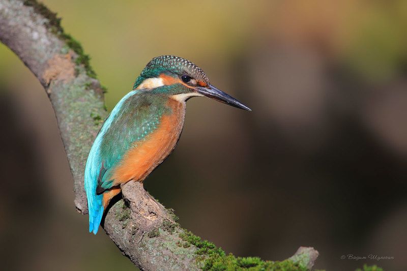 Портфолио фото превью