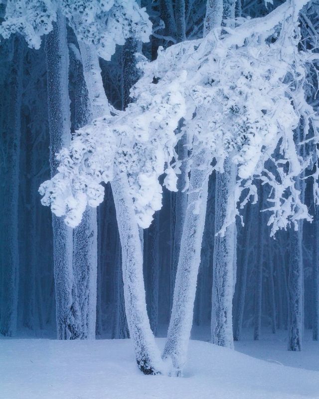 canon, 7d, ef 70-200 f/4l usm Морозный наряд фото превью