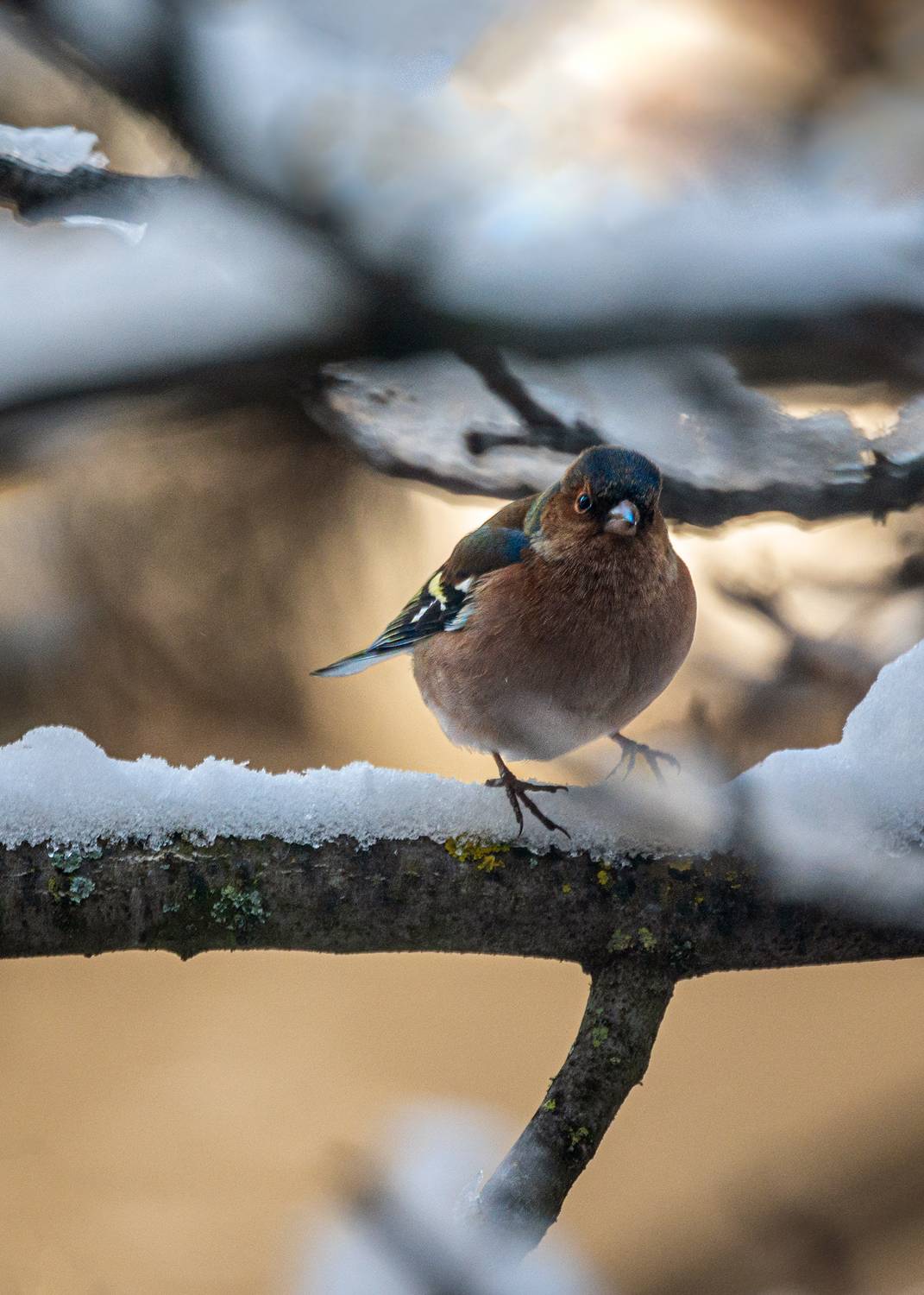 зяблик, Алексей Рыльский