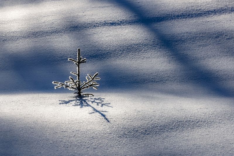 зима, косогоры, ель В одиночестве фото превью