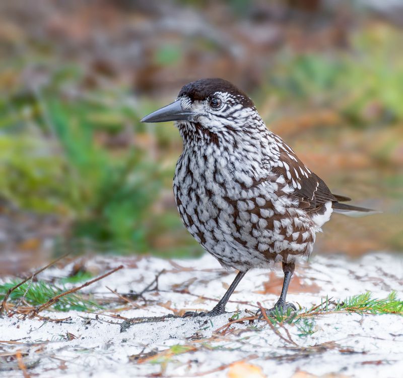 Кедровка. фото превью