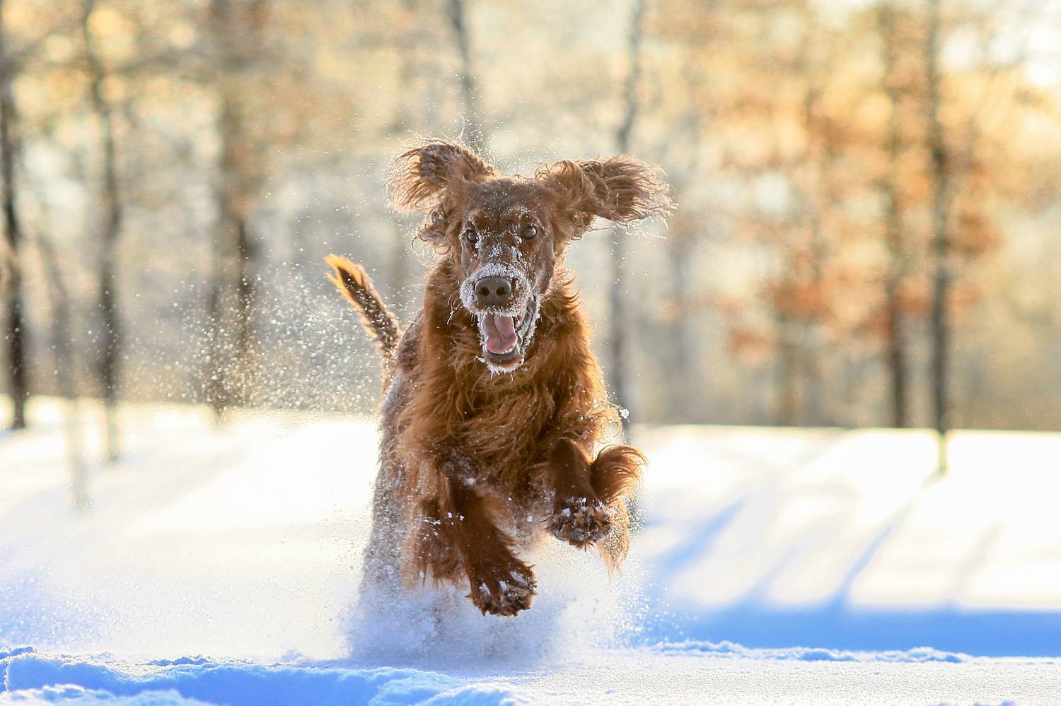 , Андрей Ершов