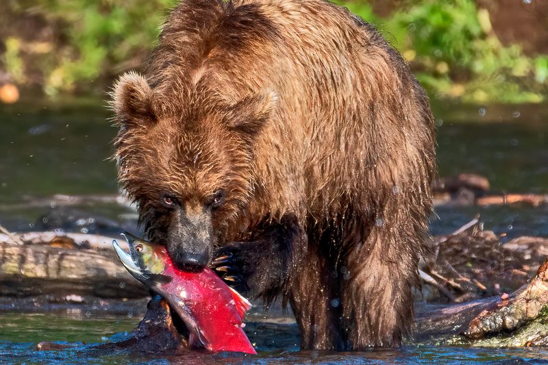 медведи, камчатка  фото превью