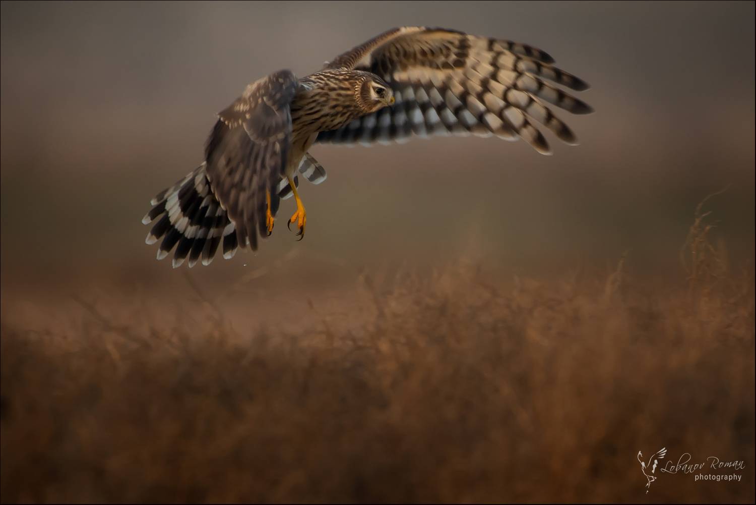 , Лобанов Роман