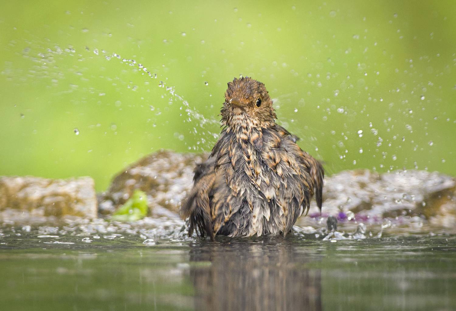 , Евгени Стефанов