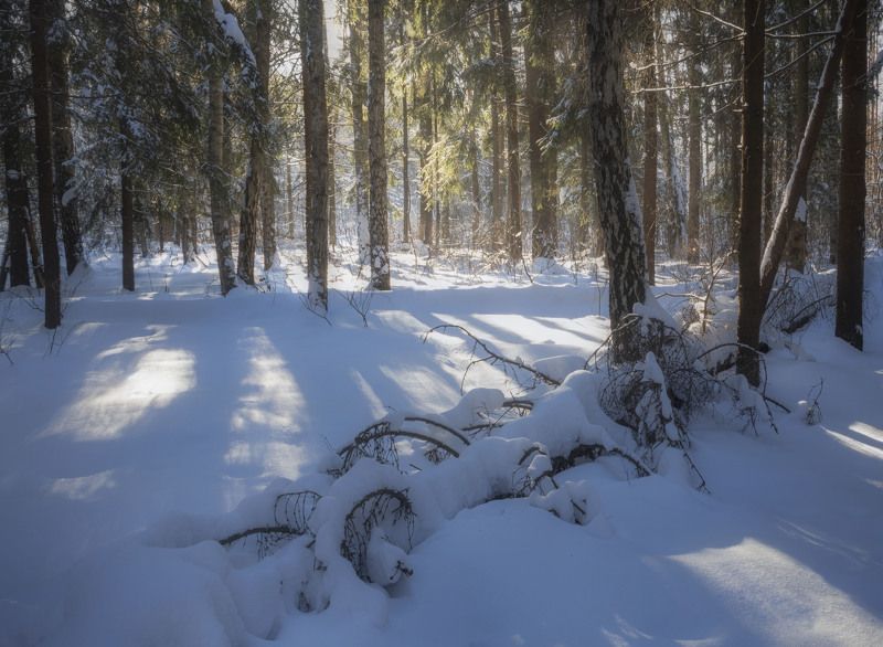 Солнечный день в зимнем лесу фото превью