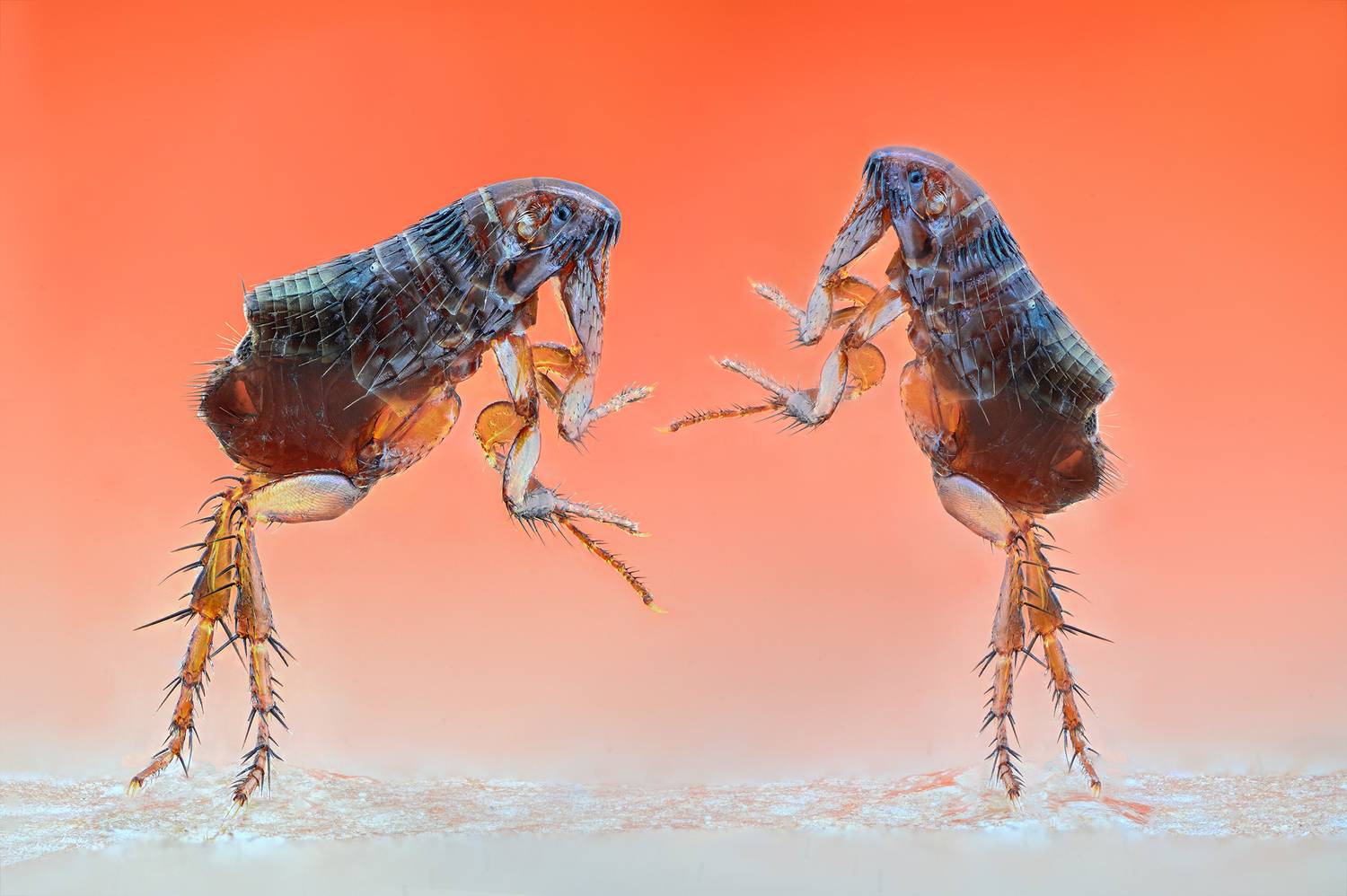 ceclii, macro, Ganev Tsvetan