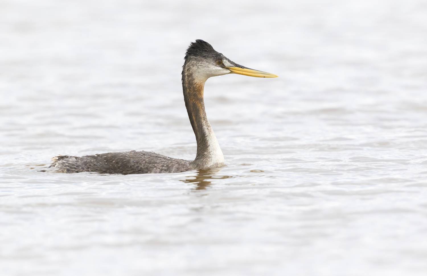 птицы, уругвай, Елена Давыдова