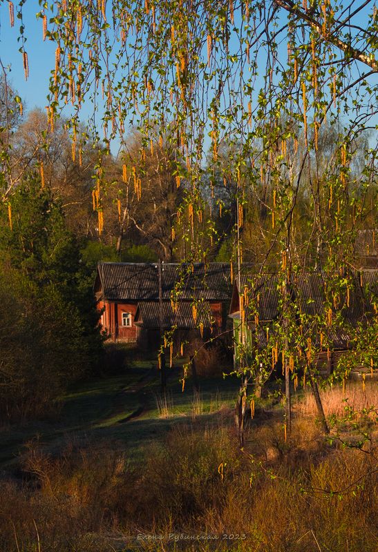 костромская область, кострома Берёзовый апрель фото превью