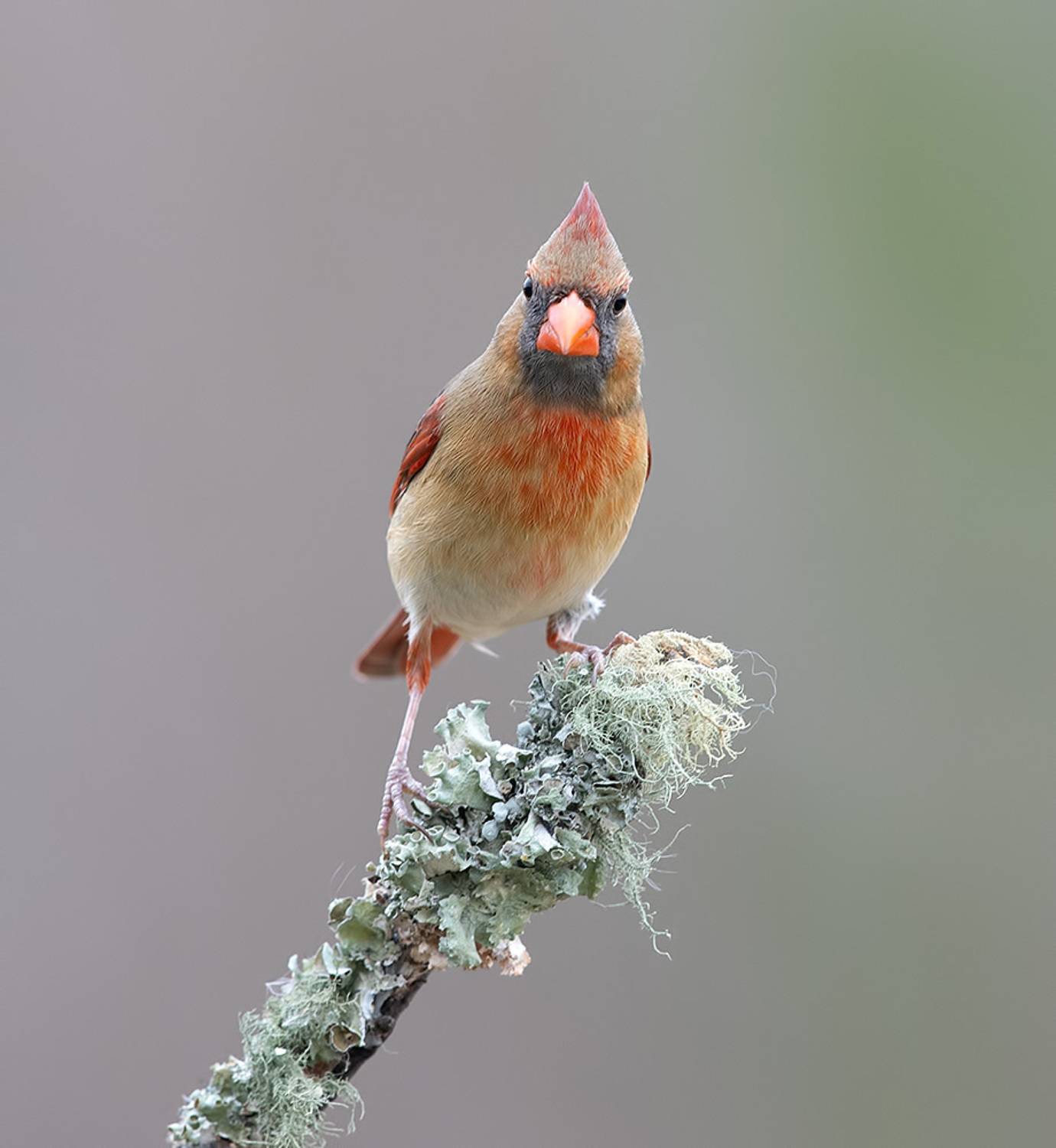 красный кардинал, northern cardinal, cardinal,кардинал, зима, Etkind Elizabeth