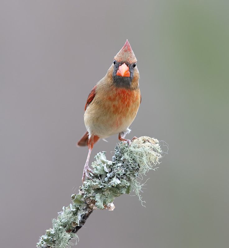 красный кардинал, northern cardinal, cardinal,кардинал, зима Female, Northern Cardinal - cамка,Красный кардинал фото превью