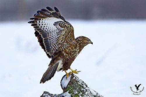 Сяду на пенёк.