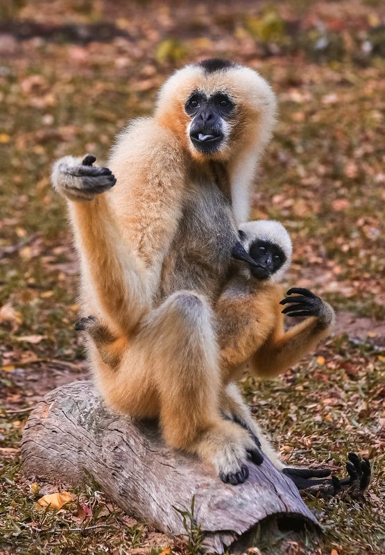 #nature #animals #приматы #beautifull #природа #гиббон #млекопитающие #животные #обезьяны Белощёкие гиббоны фото превью