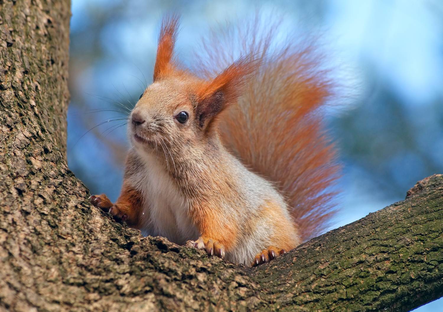 Белка, дерево, Чепленко Алексей