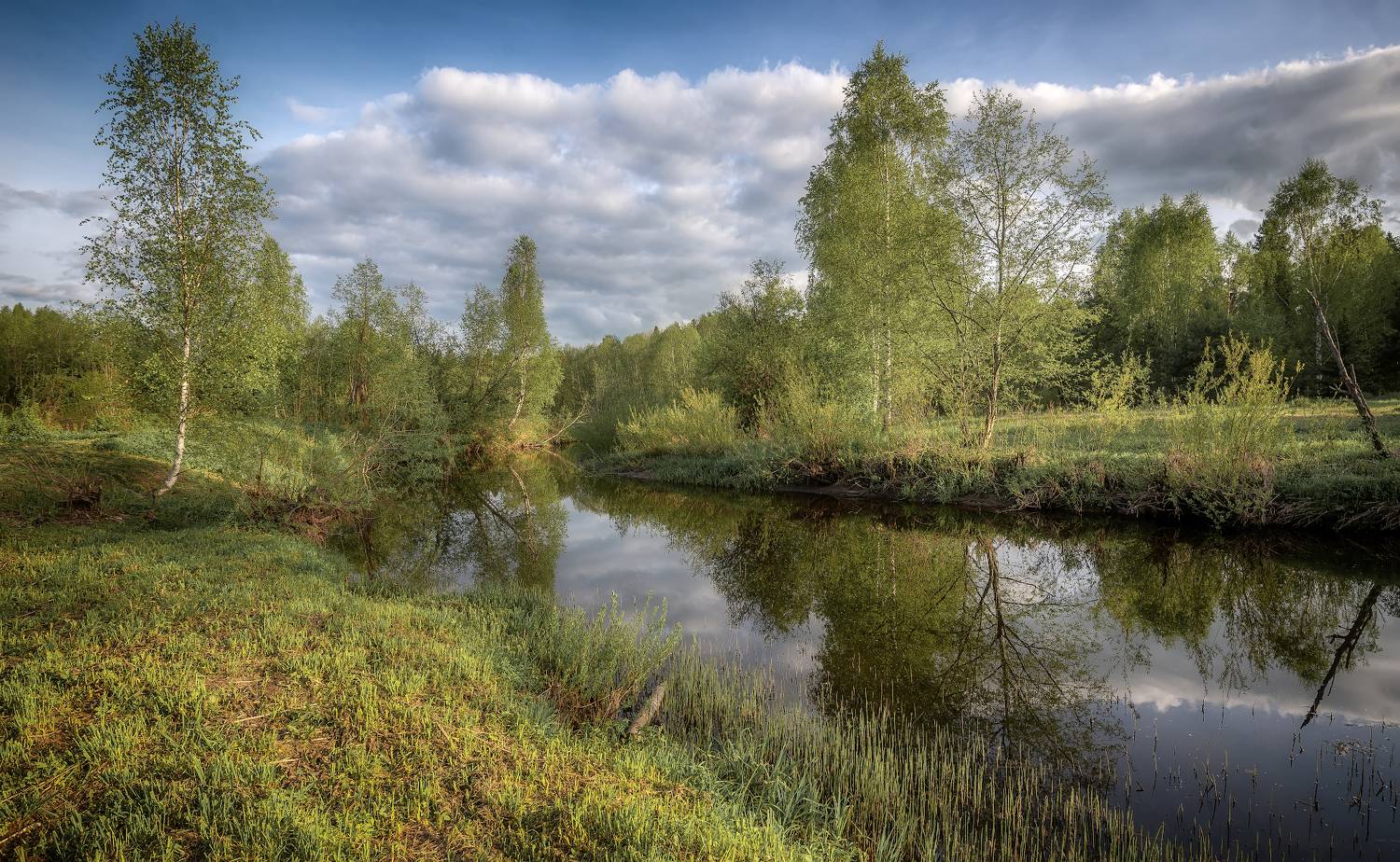 река, лес, лето, Сергей Аникин