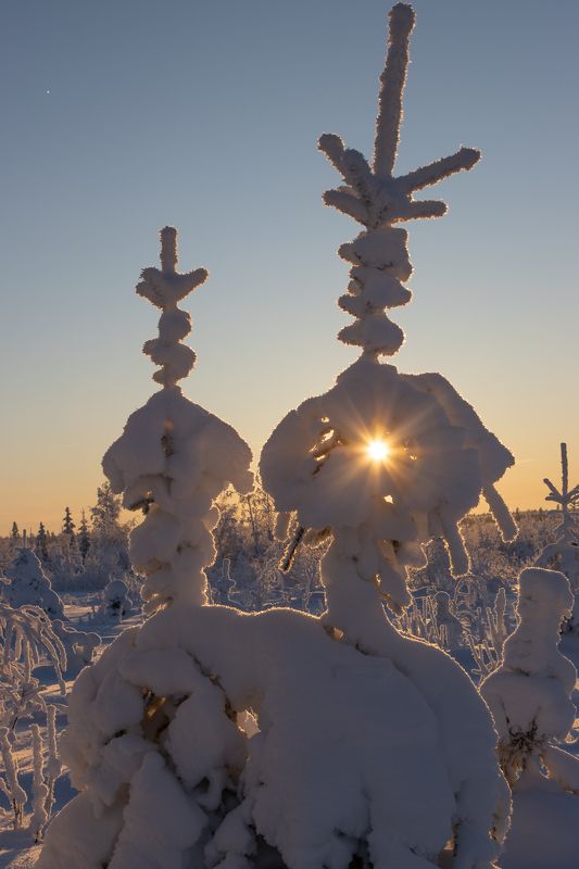 зима, снег, мороз, иней, сугроб, солнце С огоньком фото превью