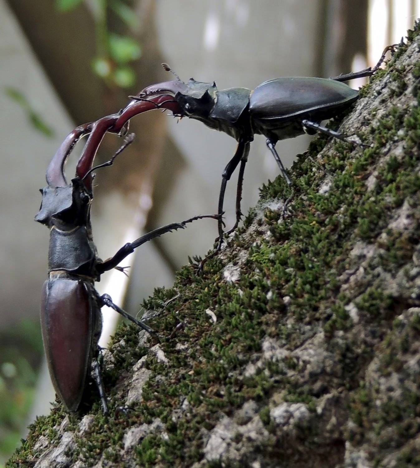 , Савоцкий Роман