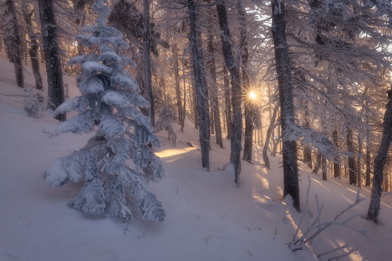 гора голец приморский край зима лес тайга снег елки закат свет пейзаж природа На вершину по тропе. фото превью