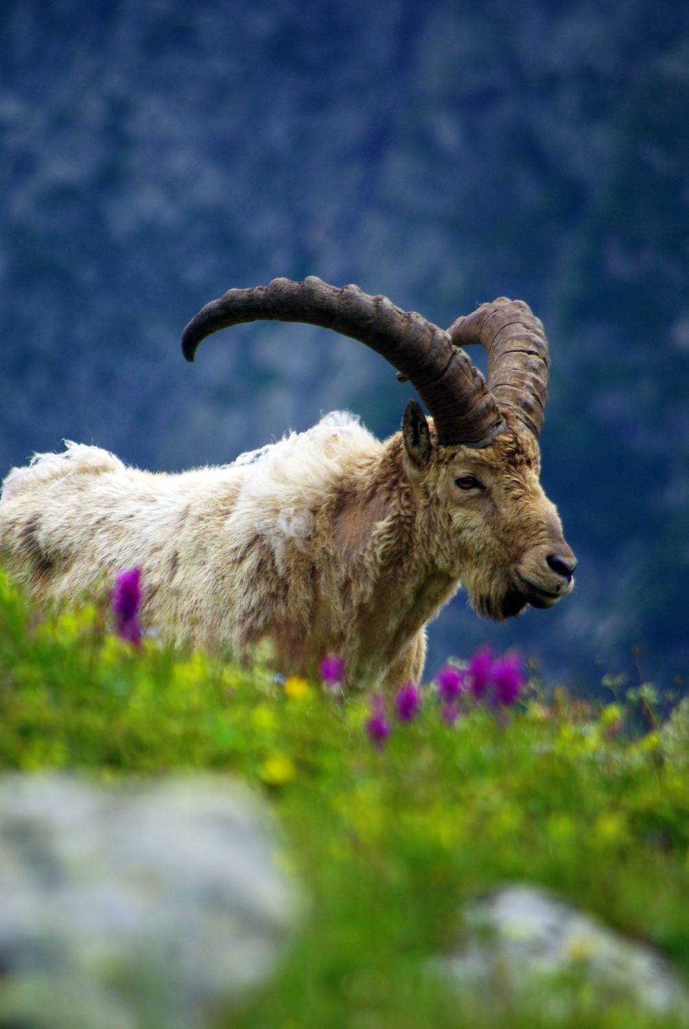 архыз, Андрей Любимов