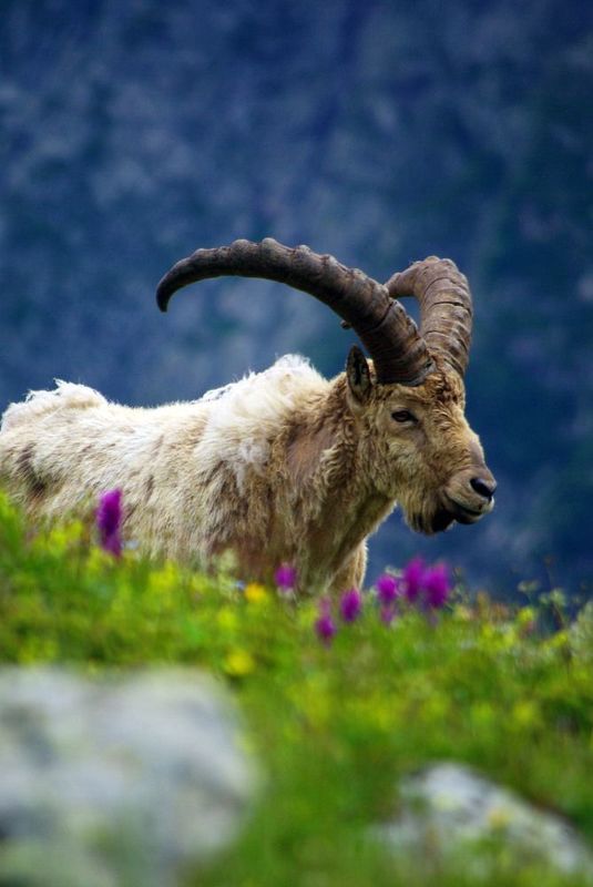 Среди цветов ... фото превью