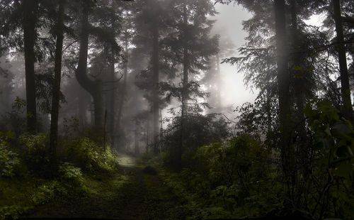Mystical forest