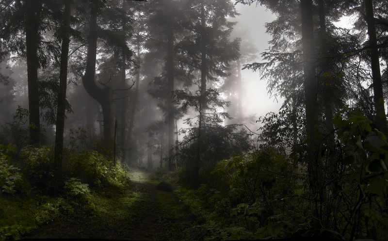 Foggy, forest, Landscape, Nature Mystical forest фото превью