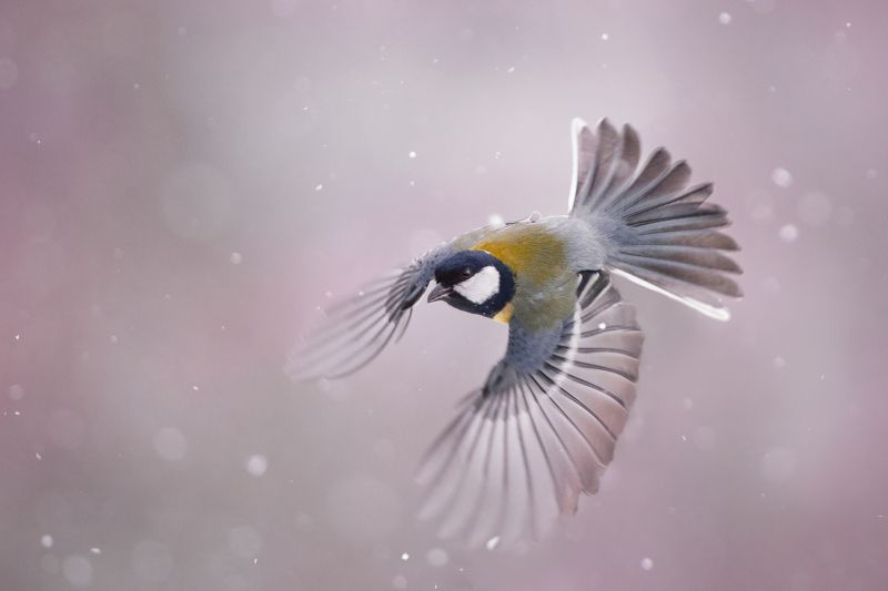 Устрем фото превью