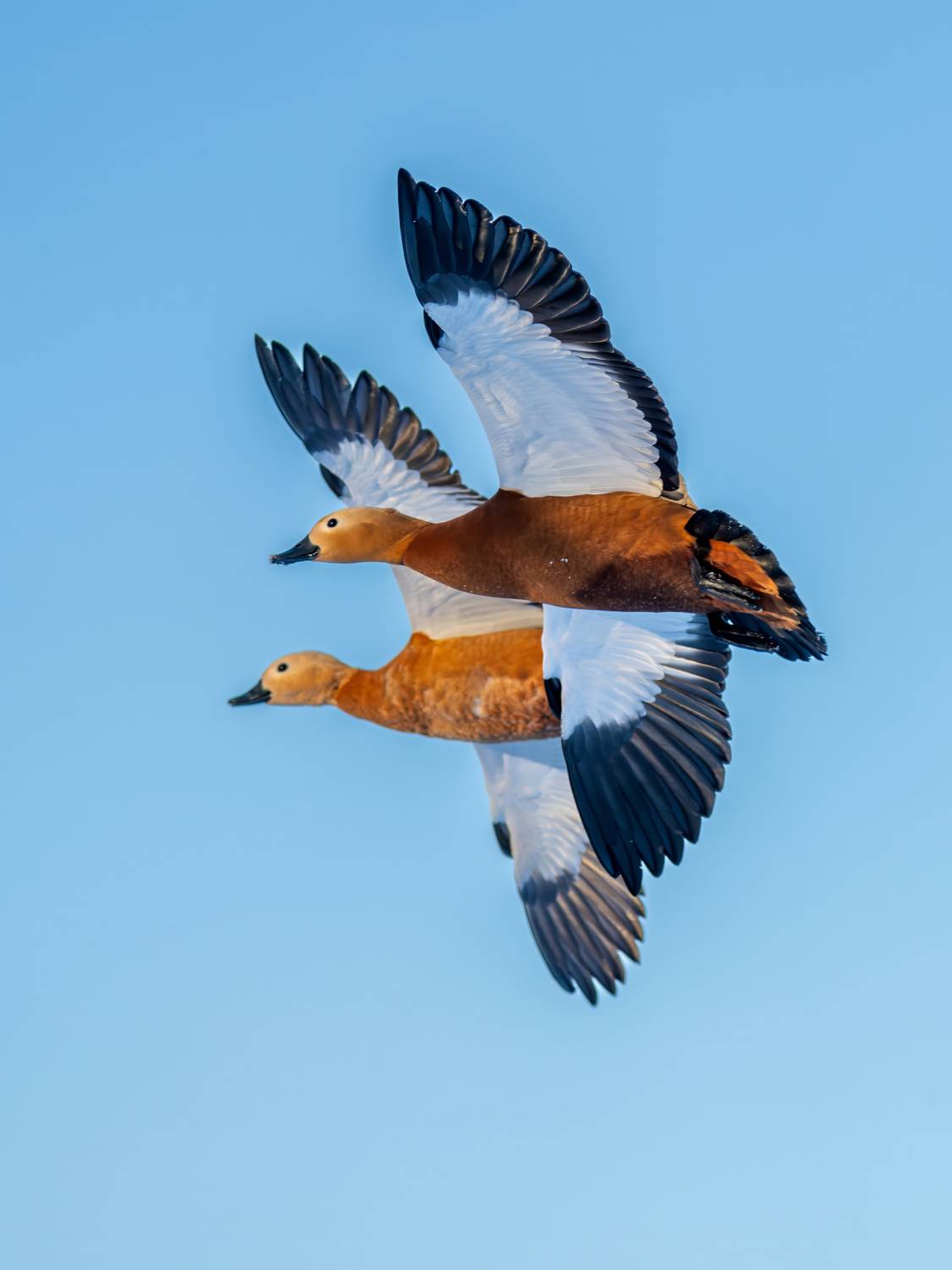 , Дэм Константин