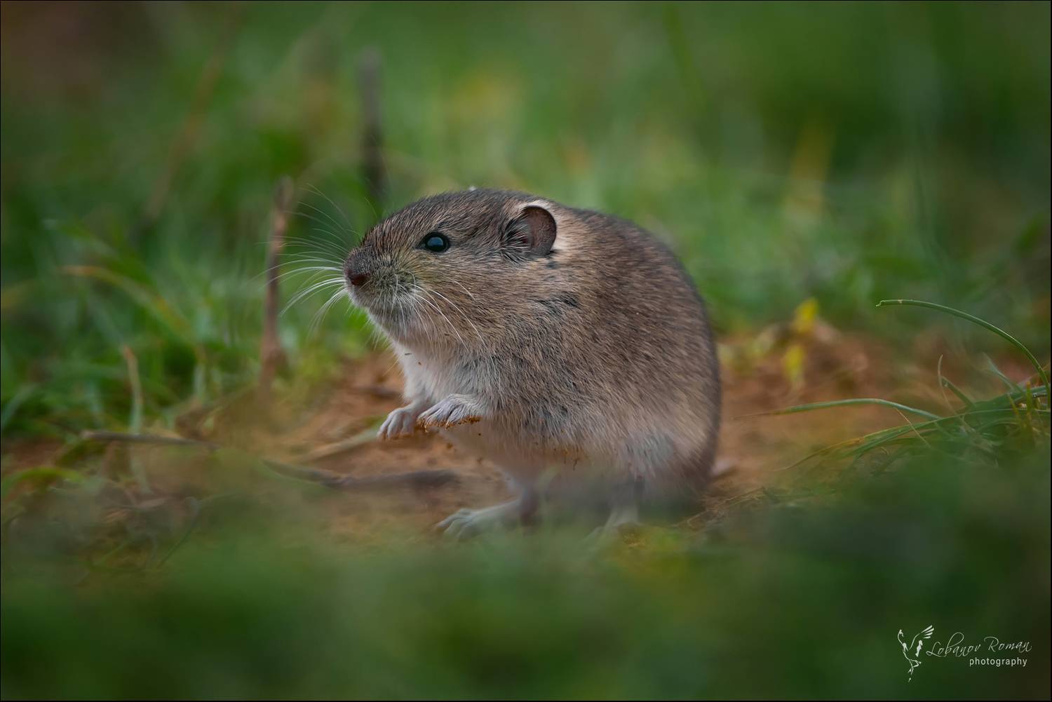 , Лобанов Роман