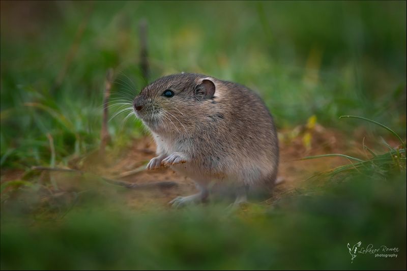 * * * фото превью