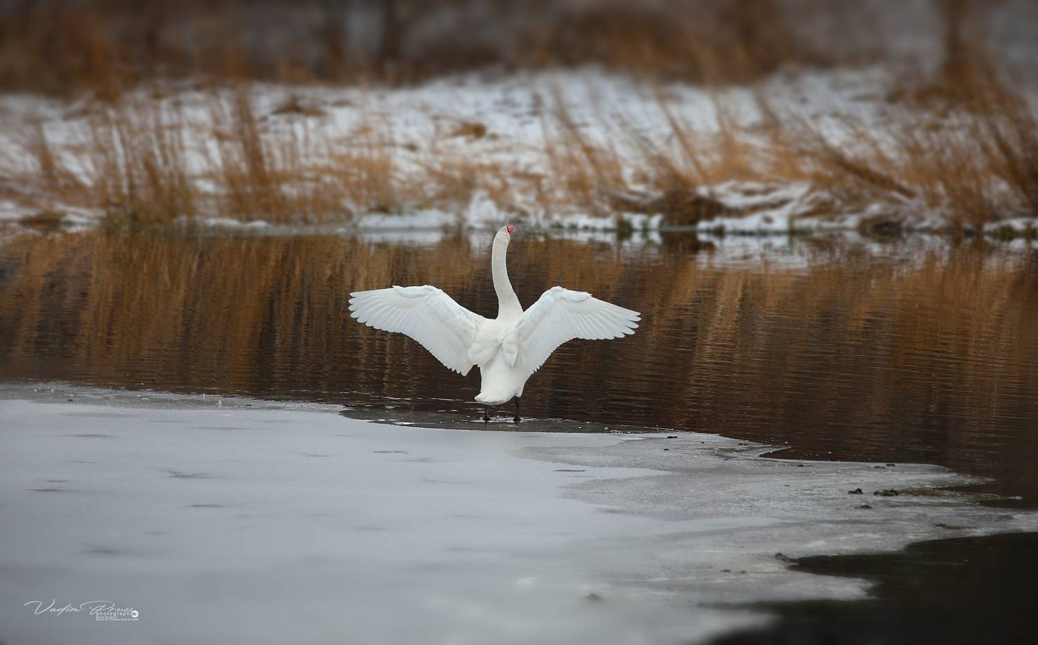 лебедь, птица, животное, природа, пруд, фотография, лёд, зима, крылья, swan, bird, animal, nature, pond, photography, ice, winter, wings, Vadim Svirin