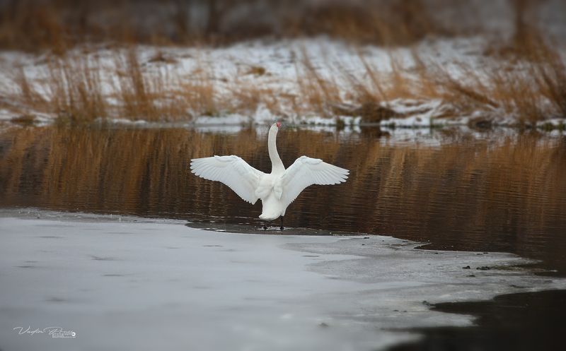лебедь, птица, животное, природа, пруд, фотография, лёд, зима, крылья, swan, bird, animal, nature, pond, photography, ice, winter, wings Лебедь на пруду. фото превью