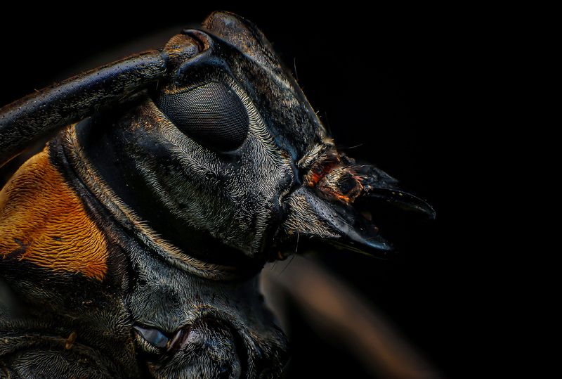 macro, insect, nature, bugs, beetle Longhorn beetle фото превью