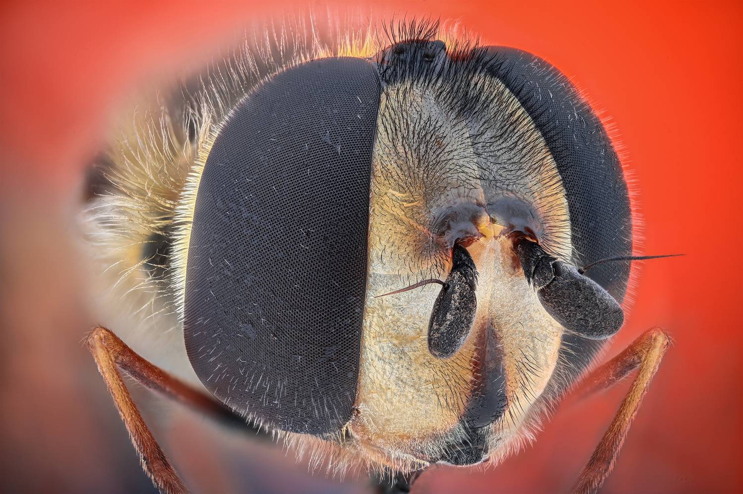 ceclii, macro, Ganev Tsvetan