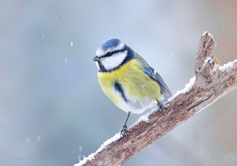 Зимняя лазоревка фото превью