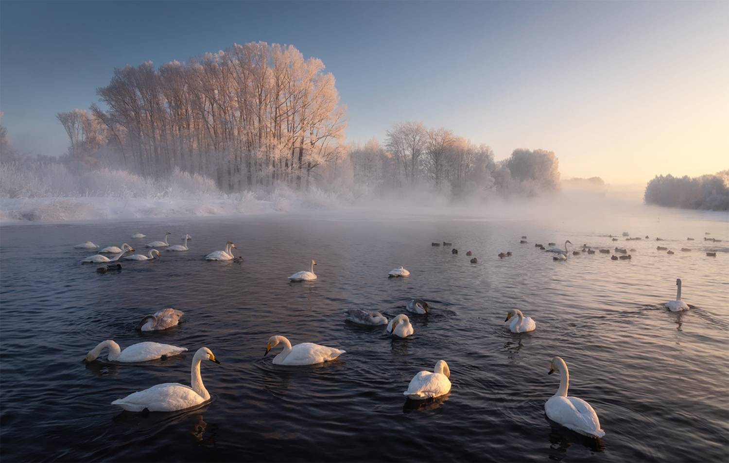 алтайский край, советский район, лебеди, лебединый заказник, лебеди-кликуны, кликуны, зимовка птиц, зимний алтай, озеро светлое, Рубан Алена