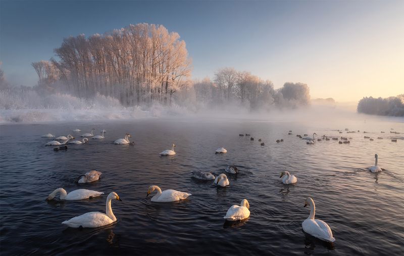 алтайский край, советский район, лебеди, лебединый заказник, лебеди-кликуны, кликуны, зимовка птиц, зимний алтай, озеро светлое Одно морозное утро из жизни озера Светлого фото превью