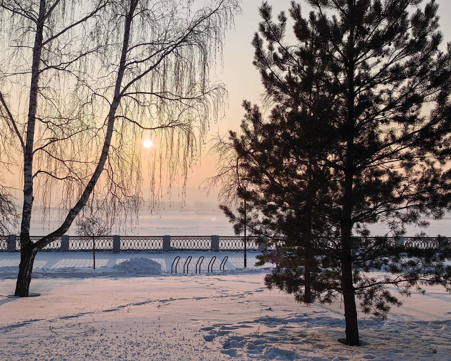 зима,город,новосибирск,закат,деревья,сосна,берёза, Козлова Галина
