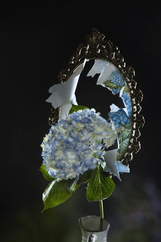 гортензия, ваза, рама, винтаж, картина, жизнь, натюрморт, букет, фотография, постановочная, Выйти за рамки фото превью